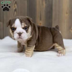 Marina Mocha, English Bulldog Puppy
